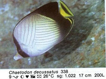 Chaetodon decussatus